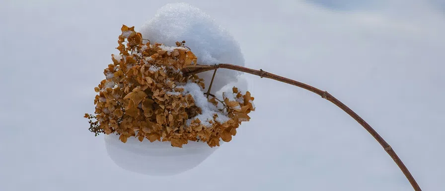 snow flower