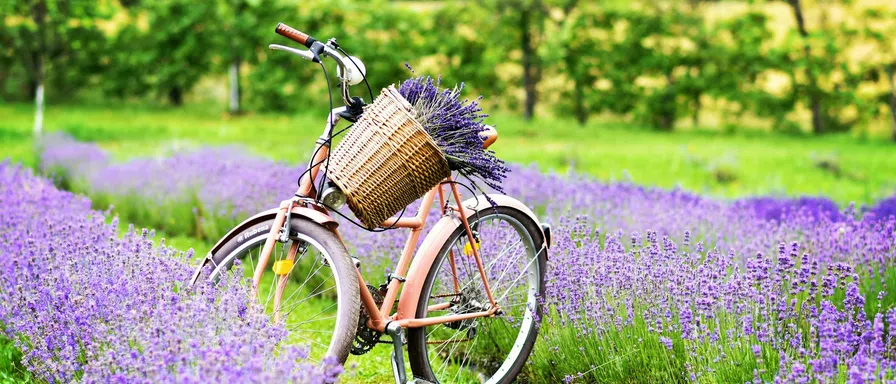 lavender garden and cycle