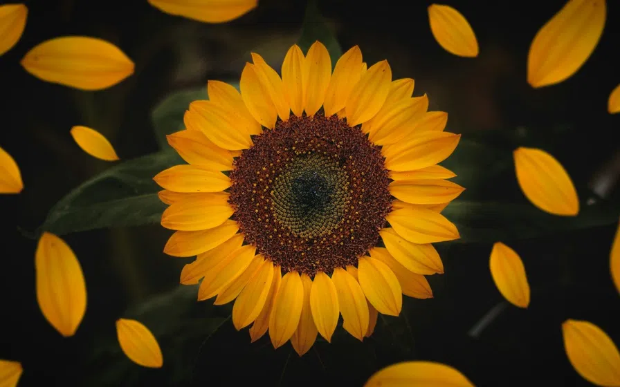 sunflower